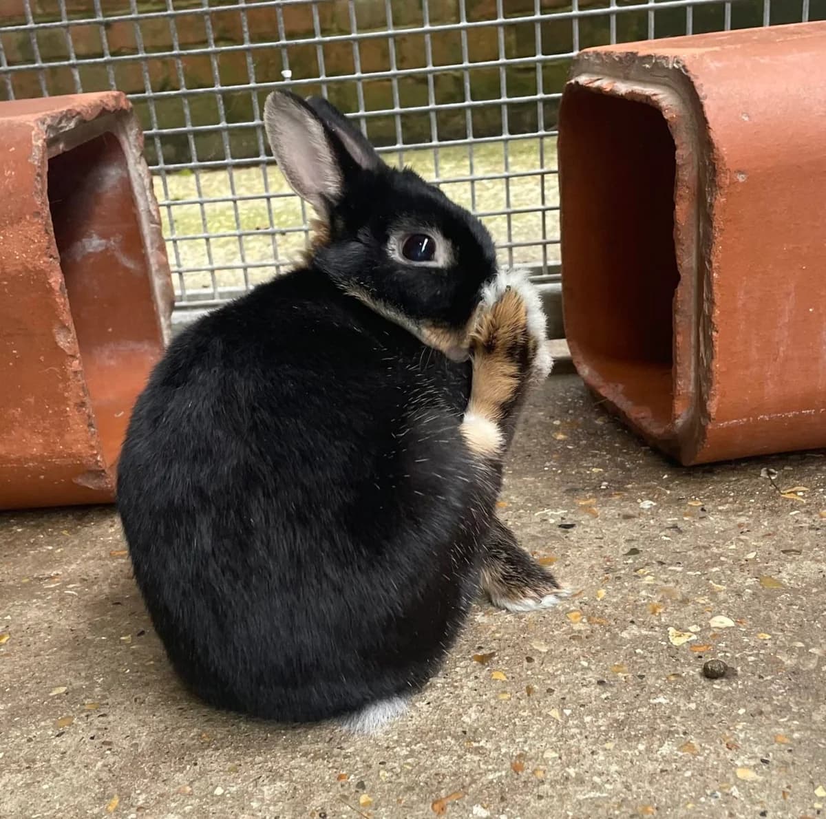 Catherine, female Mixed Breed for adoption at RSPCA Brighton and the Heart of Sussex