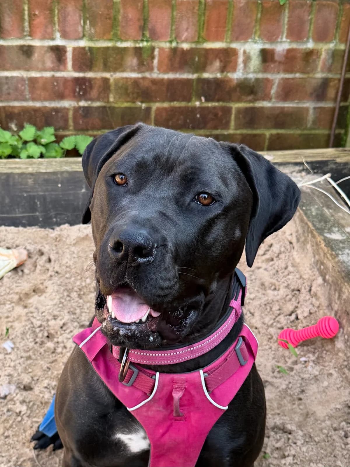 Violet, female Mixed Breed for adoption at RSPCA Brighton and the Heart of Sussex