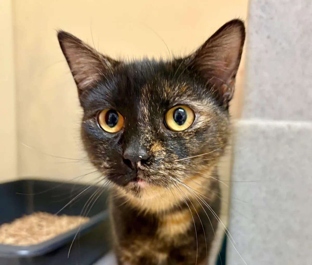 Karina, female Mixed Breed for adoption at RSPCA Brighton and the Heart of Sussex