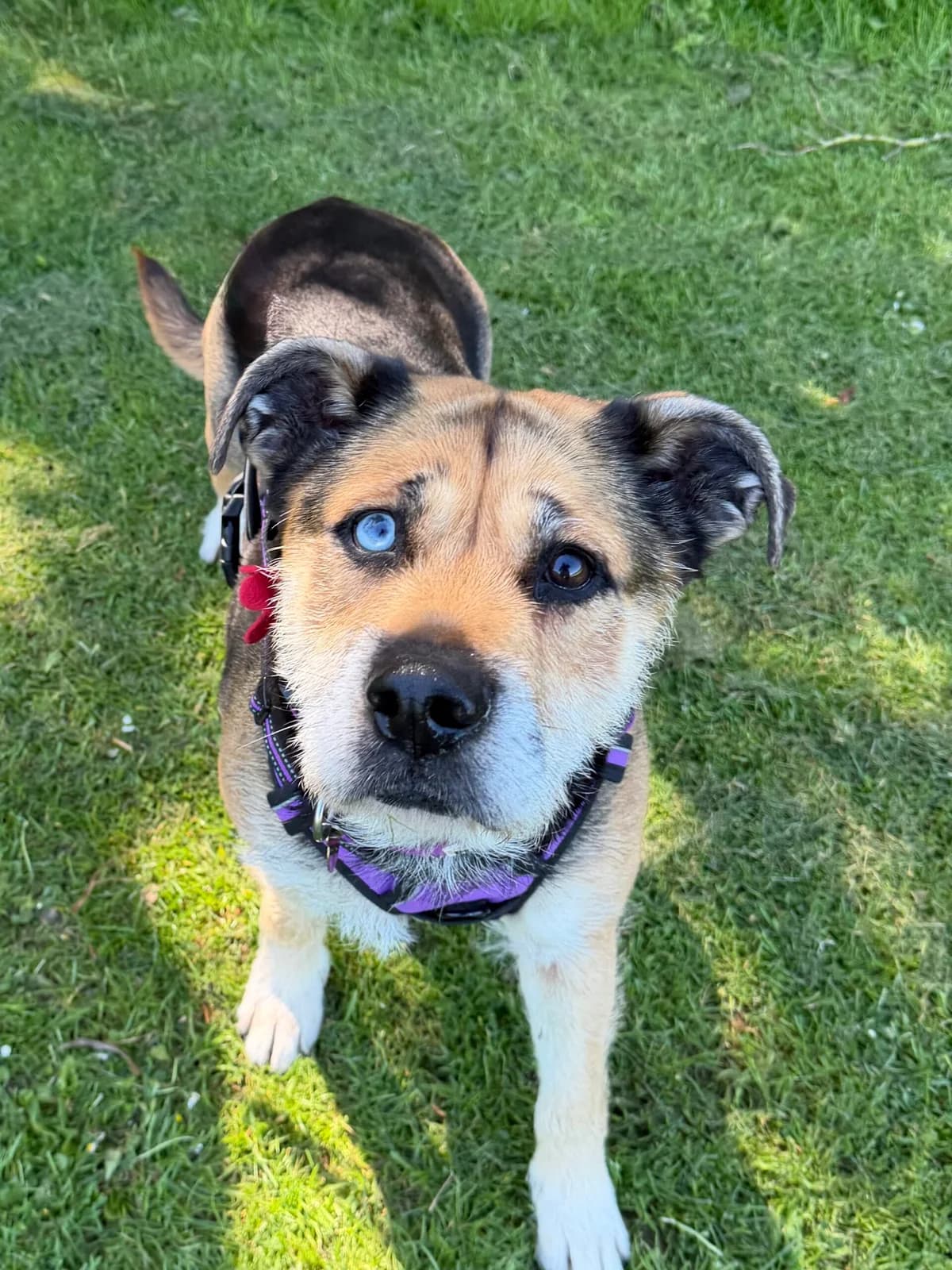 Pudding, female Mixed Breed for adoption at RSPCA Brighton and the Heart of Sussex