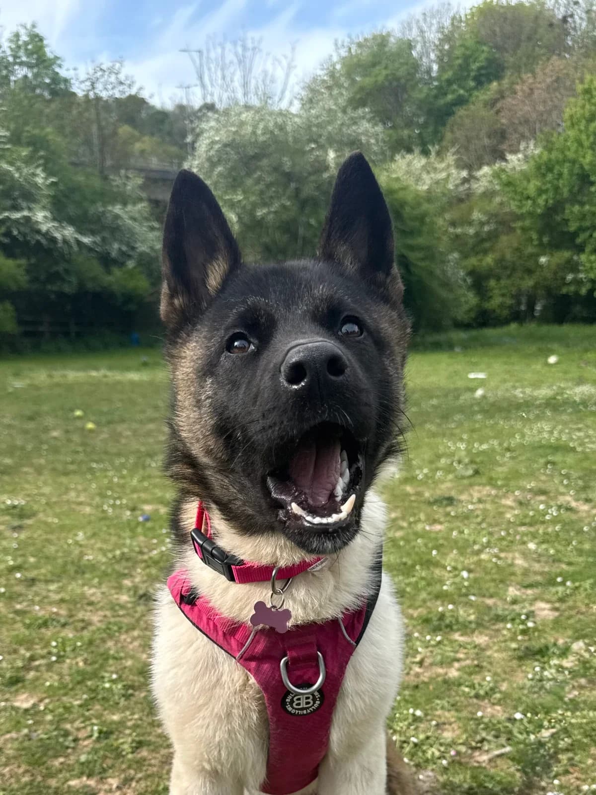 Bunny, female Mixed Breed for adoption at RSPCA Brighton and the Heart of Sussex