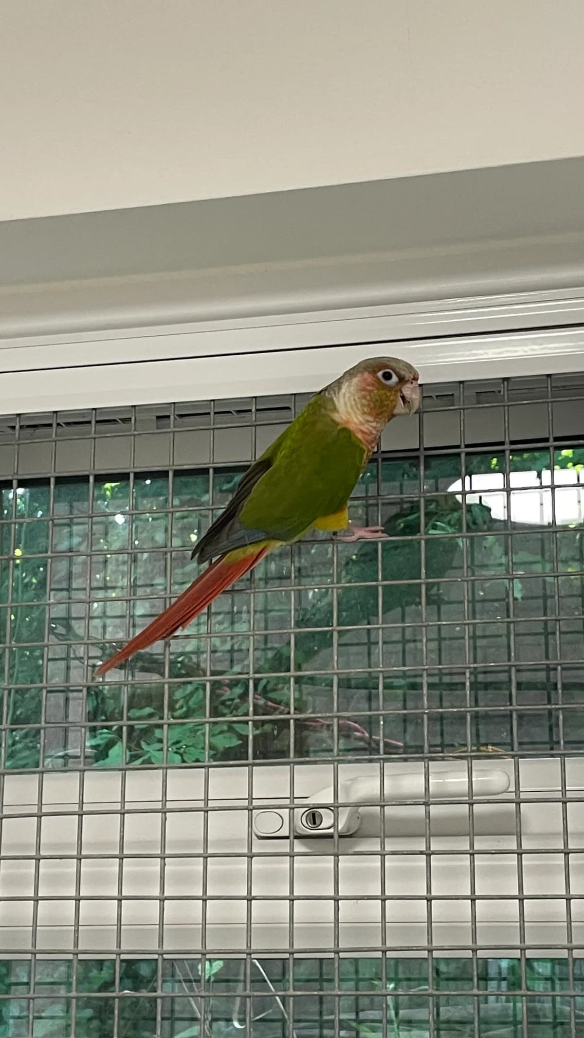 JoJo, male Mixed Breed for adoption at RSPCA Brighton and the Heart of Sussex
