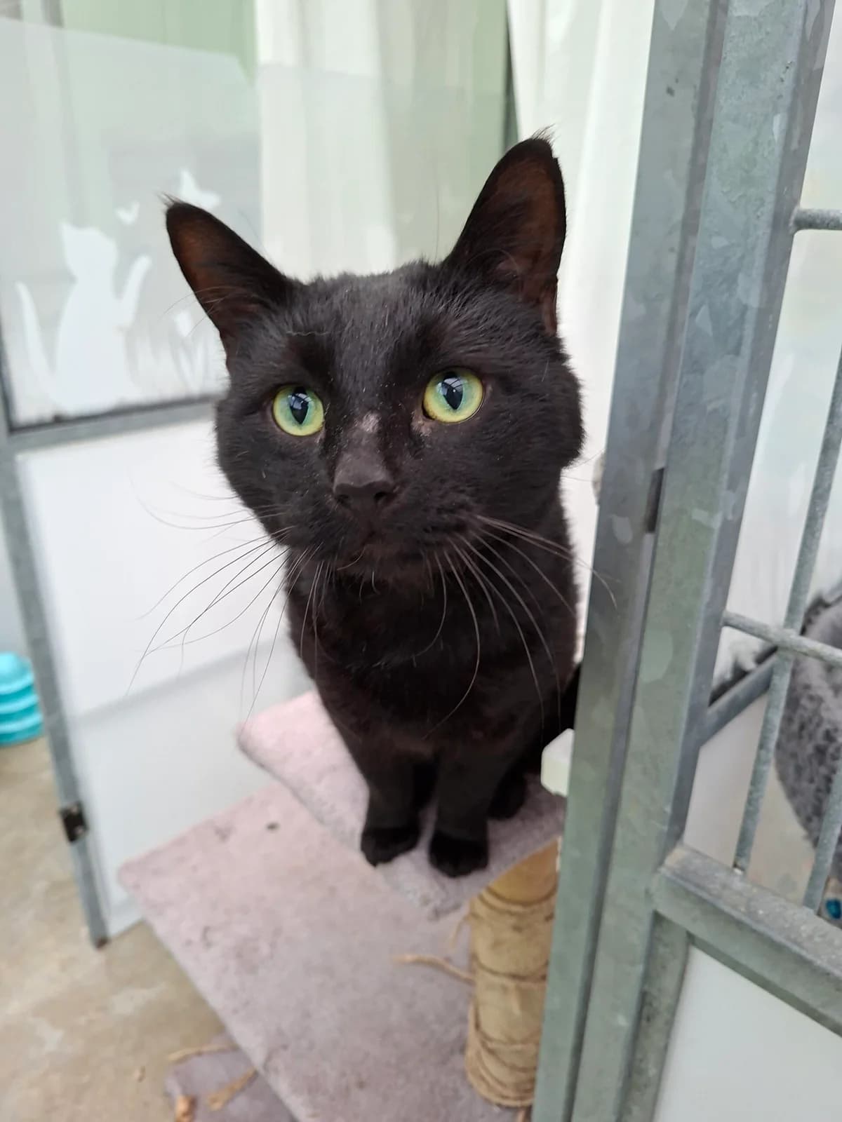 Boston, male 7yo Mixed Breed for adoption at RSPCA Brighton and the Heart of Sussex