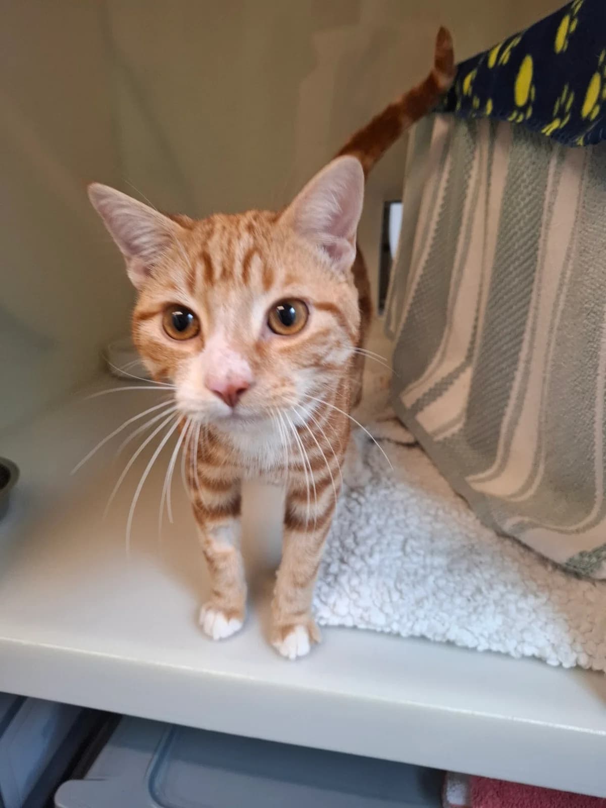 Cheddar, male senior Mixed Breed for adoption at RSPCA Brighton and the Heart of Sussex