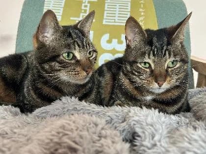 Birch and Rowen, male Mixed Breed for adoption at RSPCA Brighton and the Heart of Sussex
