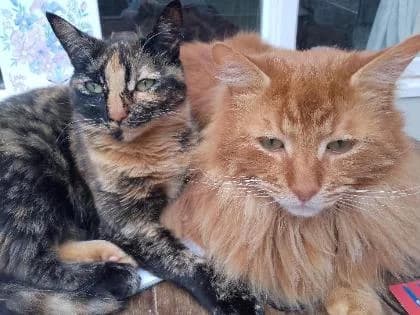 CatMan and Robyn, female young Mixed Breed for adoption at RSPCA Brighton and the Heart of Sussex