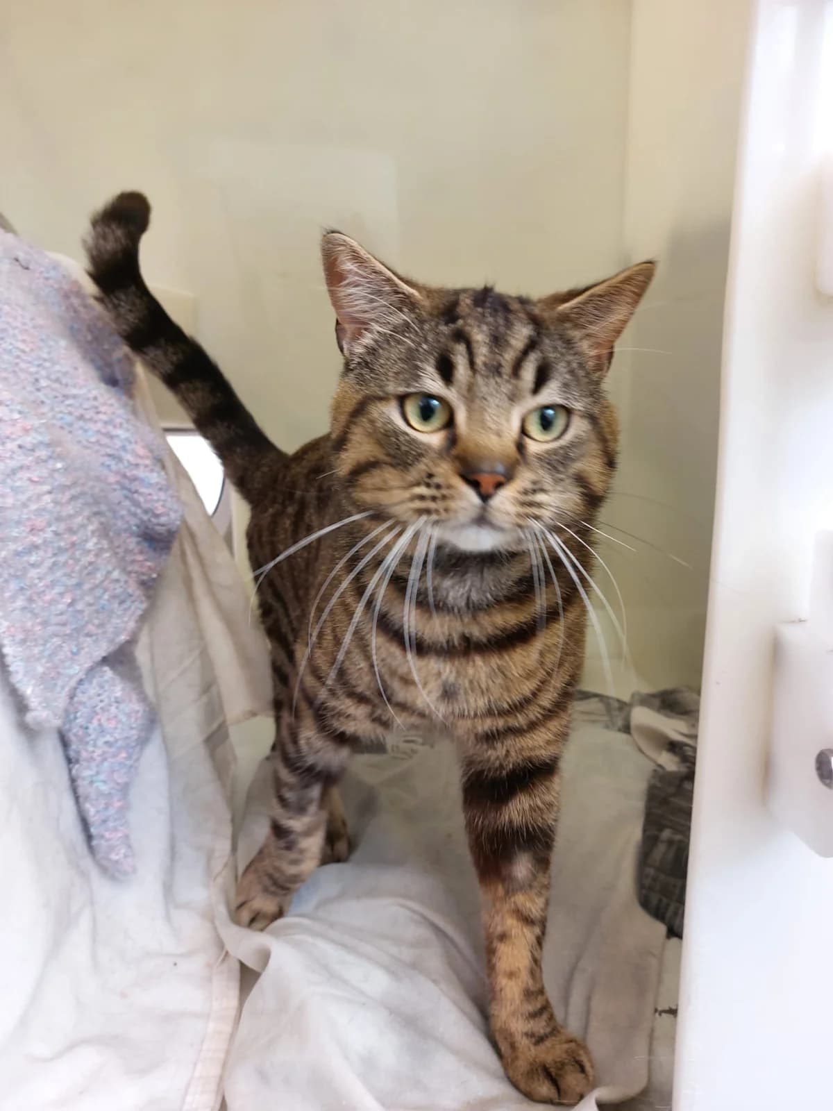 Lord Tabasco, male Mixed Breed for adoption at RSPCA Brighton and the Heart of Sussex