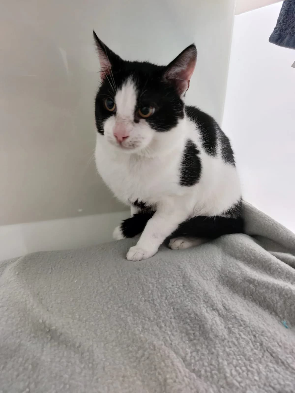 Tippy, male senior Mixed Breed for adoption at RSPCA Brighton and the Heart of Sussex