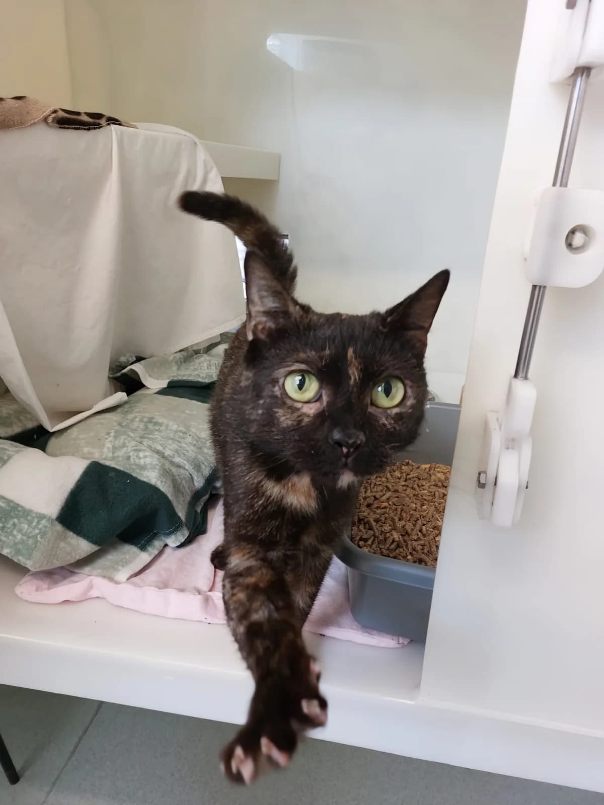 Lady Sriracha, female Mixed Breed for adoption at RSPCA Brighton and the Heart of Sussex
