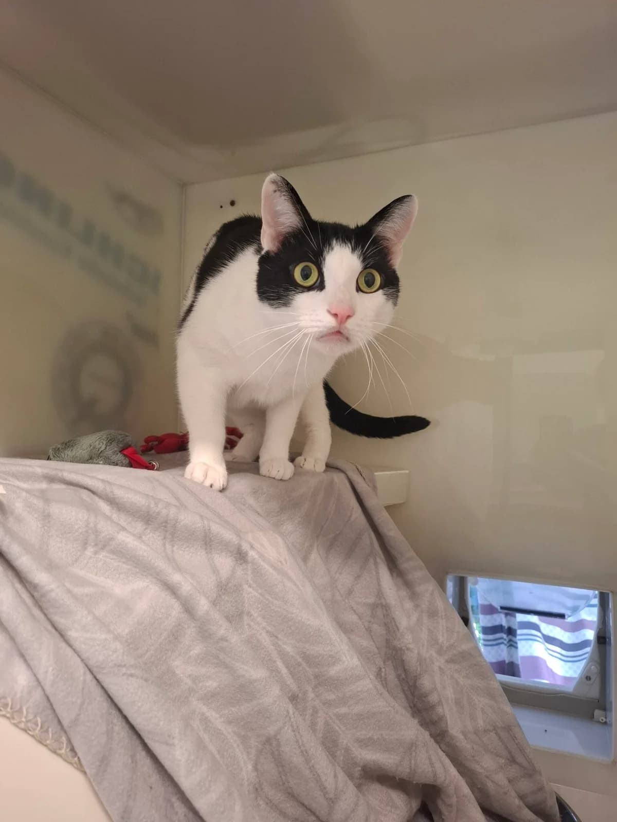 Jacob, male Mixed Breed for adoption at RSPCA Brighton and the Heart of Sussex