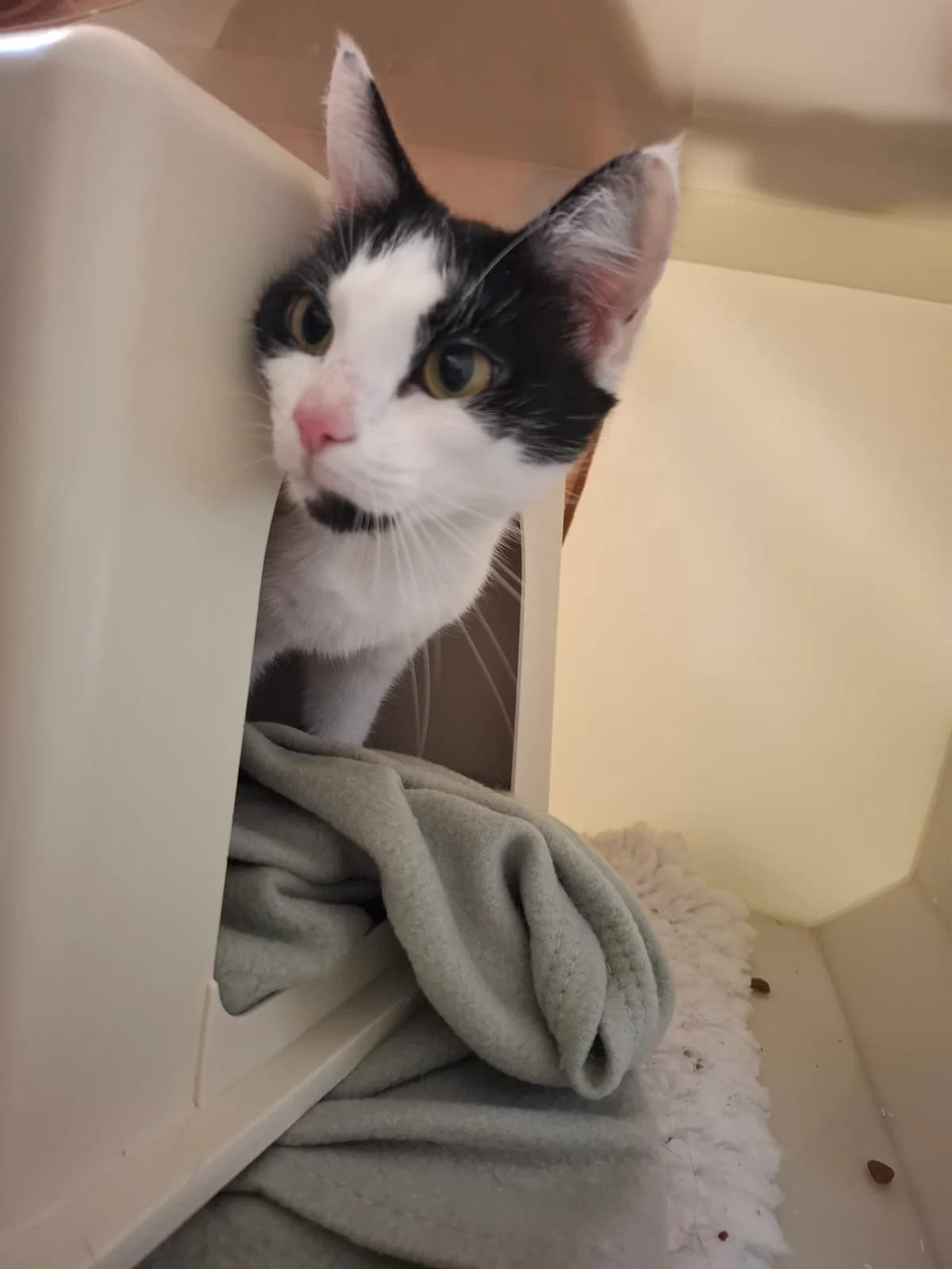 Savannah, female Mixed Breed for adoption at RSPCA Brighton and the Heart of Sussex