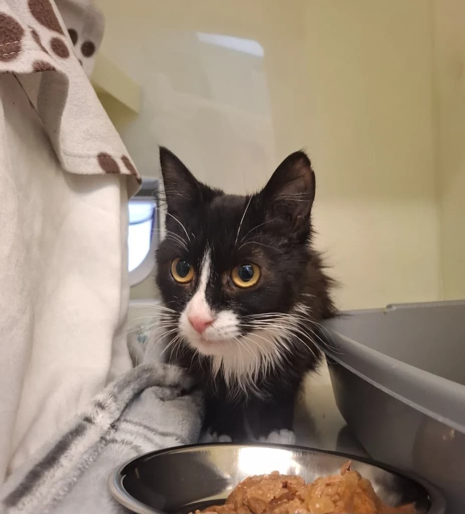 Nuts, male senior Mixed Breed for adoption at RSPCA Brighton and the Heart of Sussex