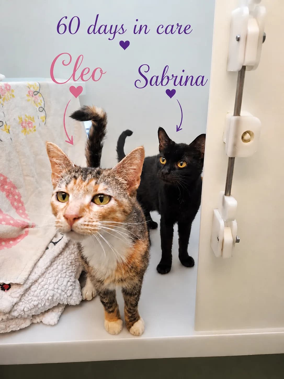 Cleo & Sabrina, female young Mixed Breed for adoption at RSPCA Brighton and the Heart of Sussex