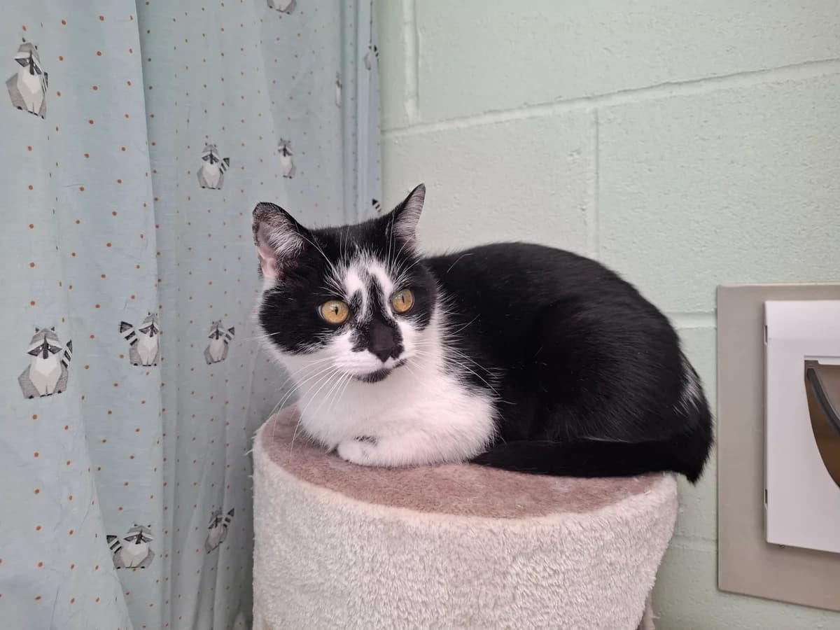 Spike, male Mixed Breed for adoption at RSPCA Brighton and the Heart of Sussex