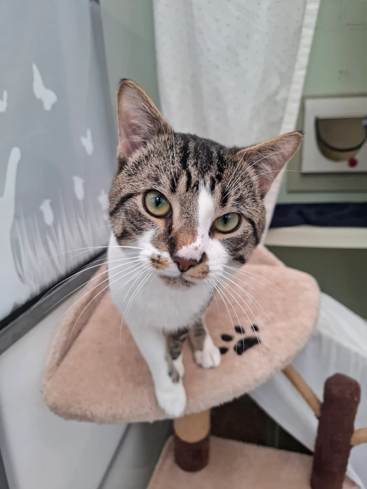 Boursin, male Mixed Breed for adoption at RSPCA Brighton and the Heart of Sussex