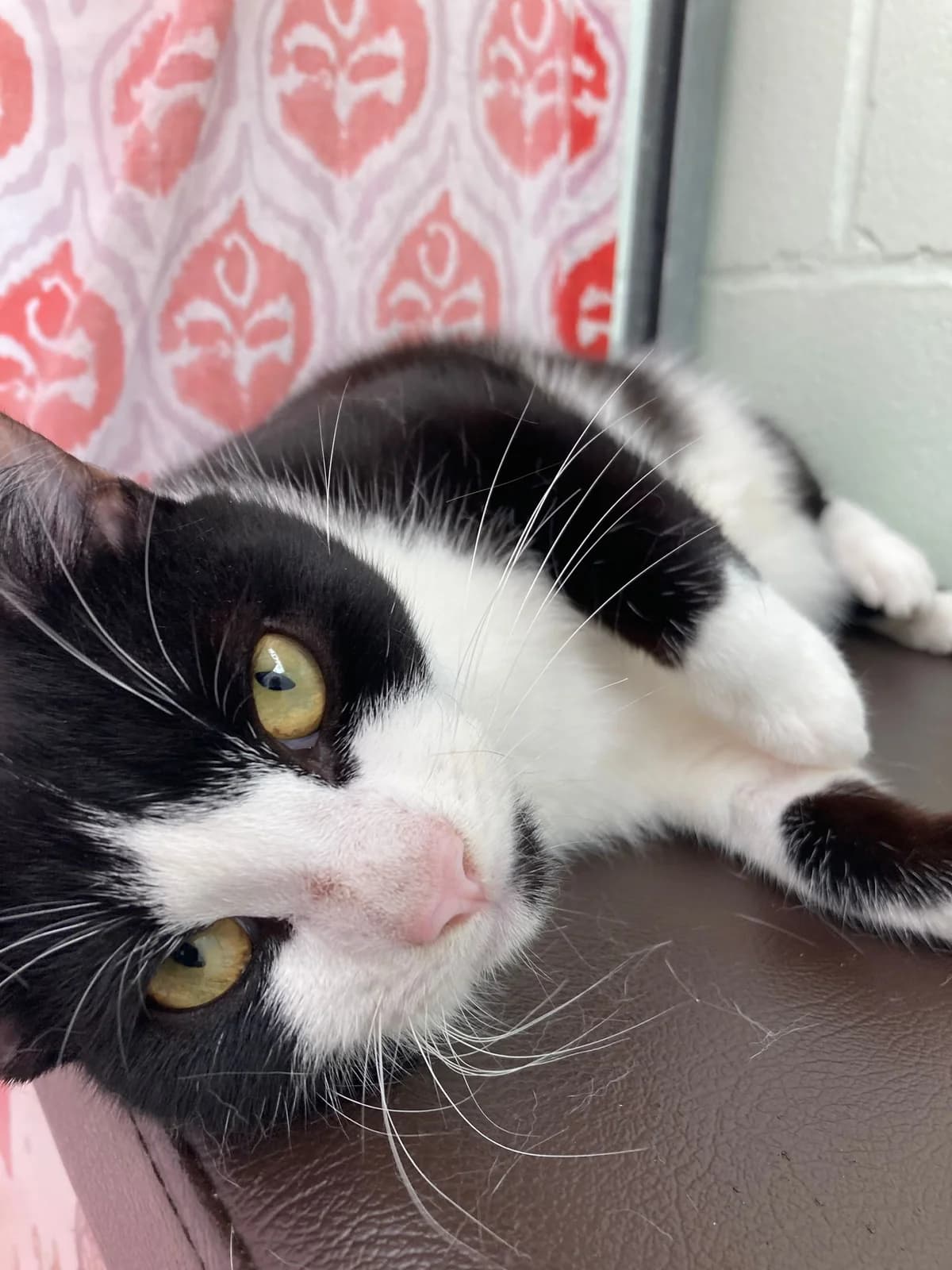 Stilton, male Mixed Breed for adoption at RSPCA Brighton and the Heart of Sussex