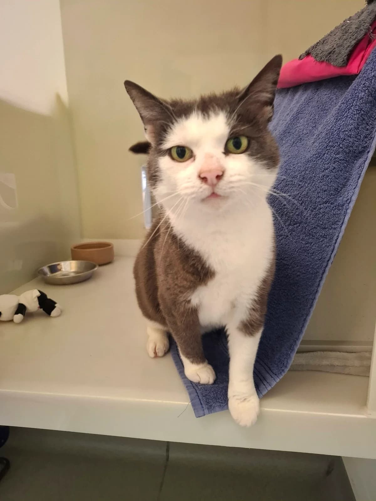 Misty, female senior Mixed Breed for adoption at RSPCA Brighton and the Heart of Sussex