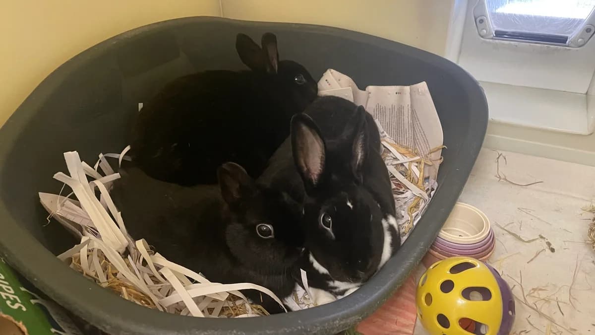 3 D's, male Mixed Breed for adoption at RSPCA Brighton and the Heart of Sussex