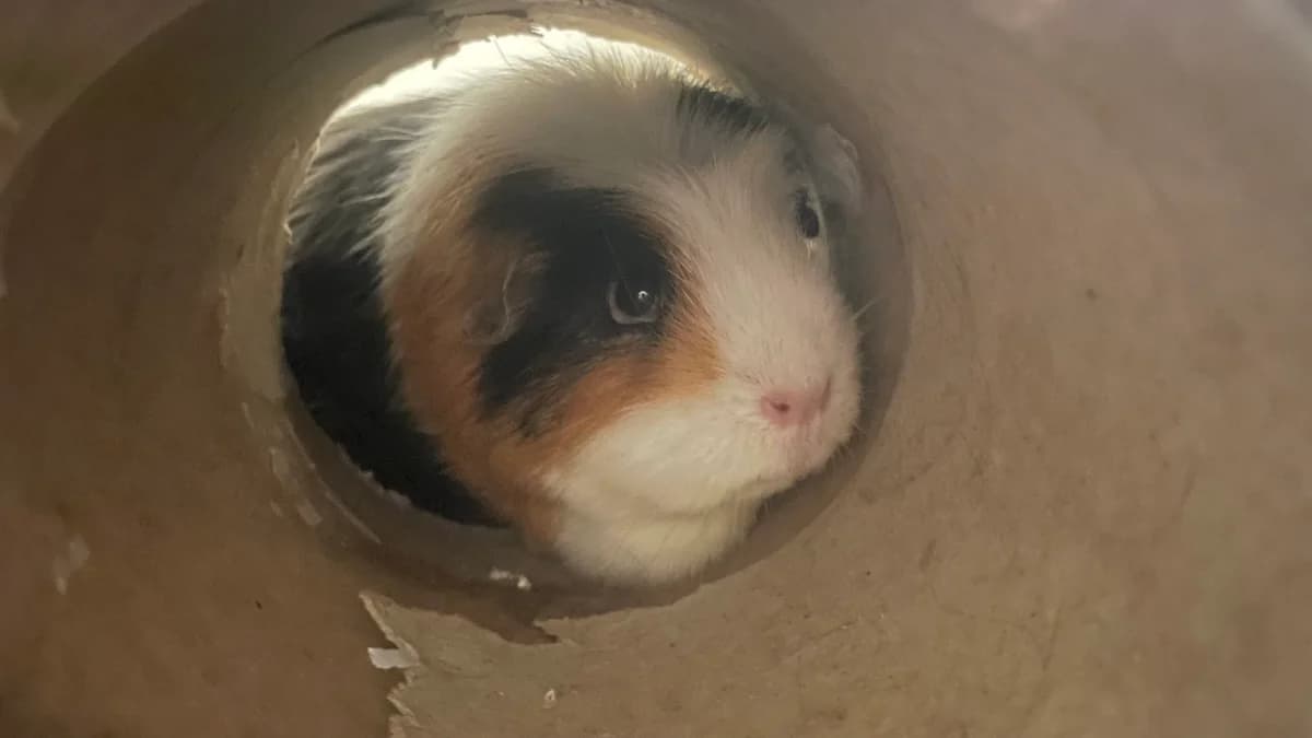 smudge, female 5yo Mixed Breed for adoption at RSPCA Brighton and the Heart of Sussex