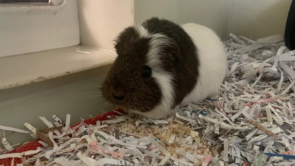 castle, female Mixed Breed for adoption at RSPCA Brighton and the Heart of Sussex
