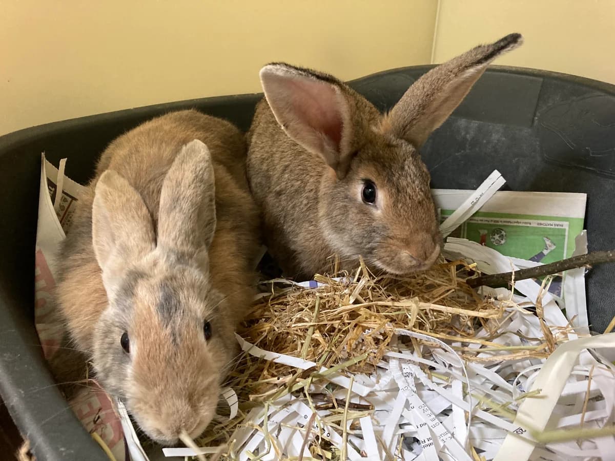 Steve & Stuart, male Mixed Breed for adoption at RSPCA Brighton and the Heart of Sussex