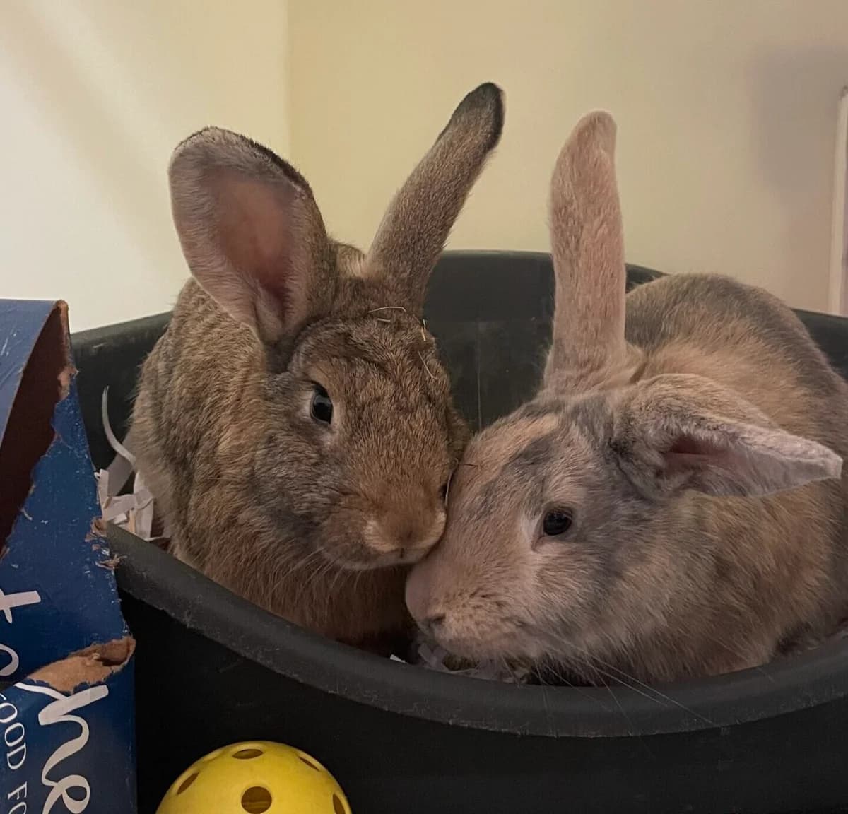 Steve & Stuart, male Mixed Breed for adoption at RSPCA Brighton and the Heart of Sussex