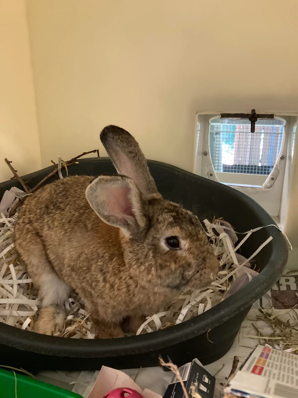 Summer, female Mixed Breed for adoption at RSPCA Brighton and the Heart of Sussex