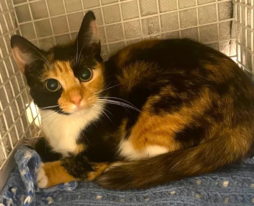 Tina, female Mixed Breed for adoption at RSPCA Brighton and the Heart of Sussex