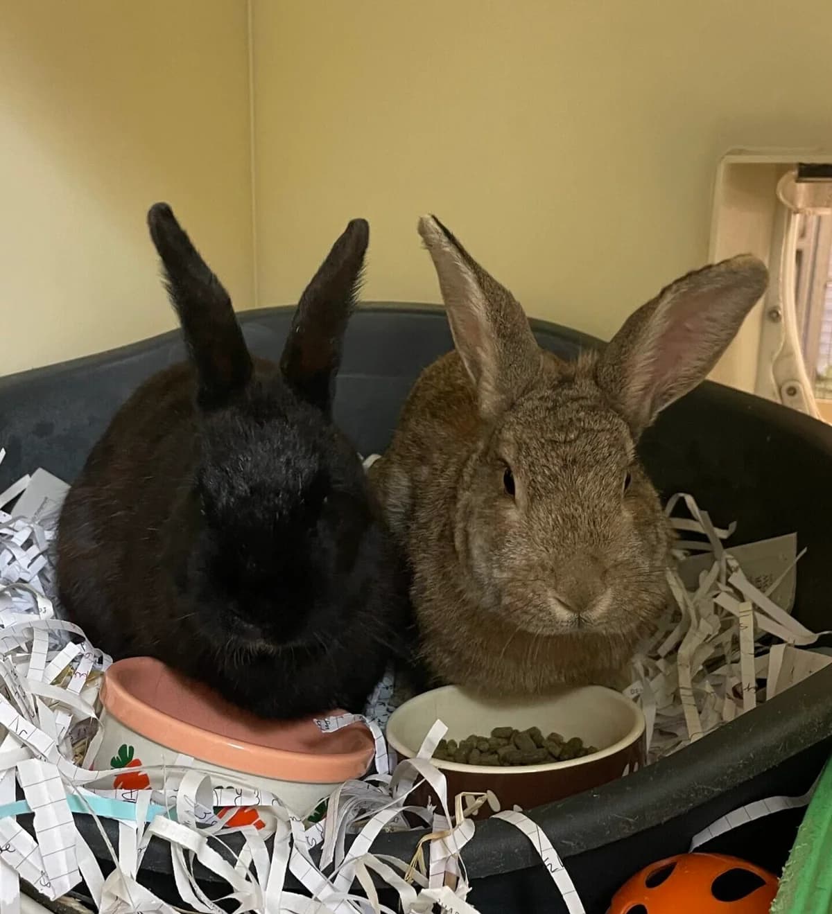 Rosie & Tabitha, male 4yo Mixed Breed for adoption at RSPCA Brighton and the Heart of Sussex