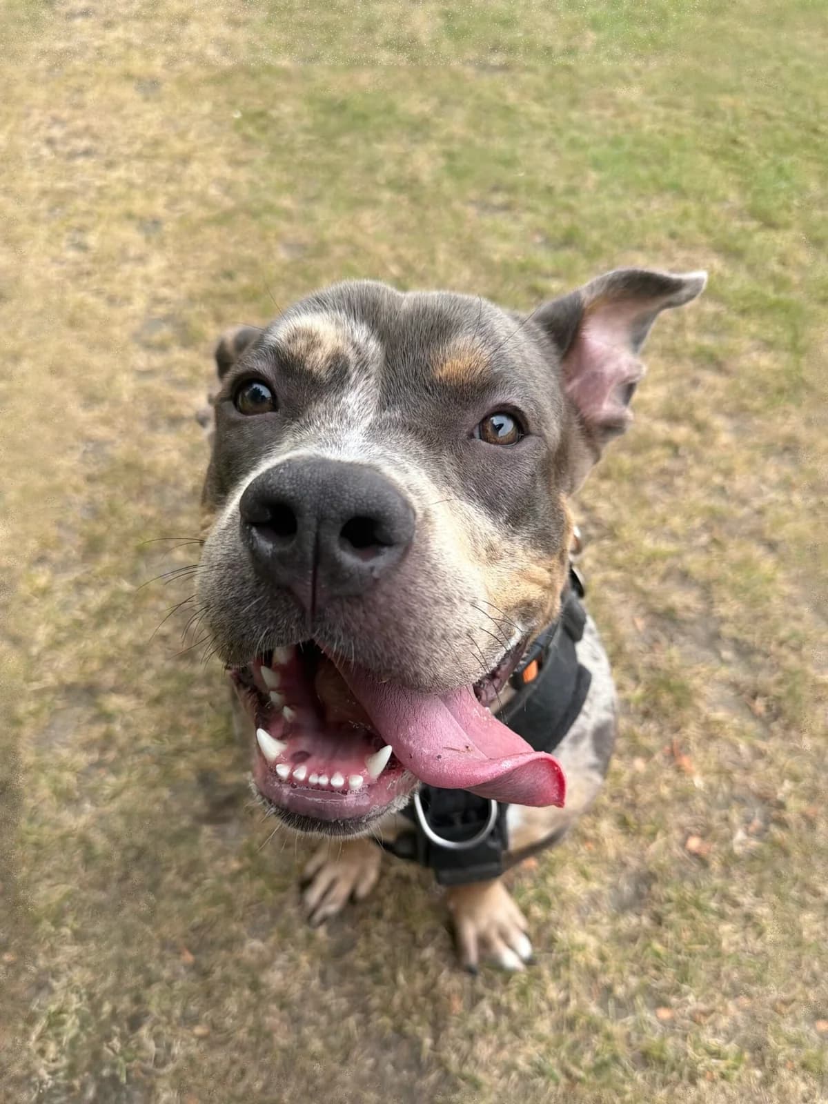 Jitterbug, female Mixed Breed for adoption at RSPCA Brighton and the Heart of Sussex