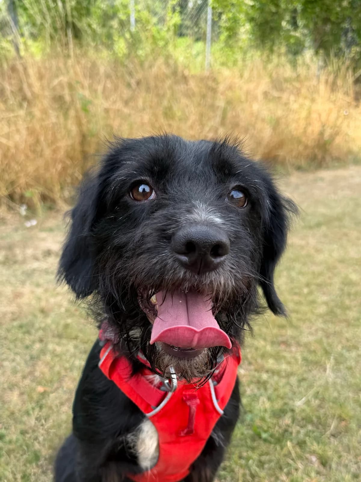 Miss Beetle, female Mixed Breed for adoption at RSPCA Brighton and the Heart of Sussex