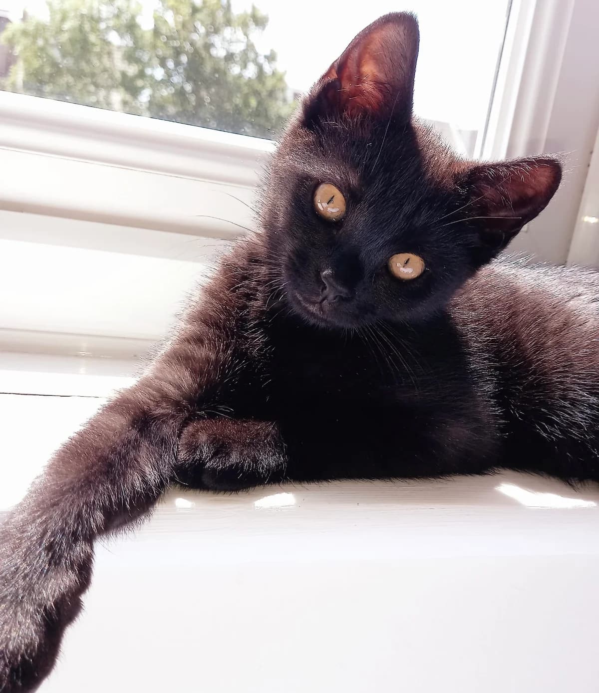 Otis, female Mixed Breed for adoption at RSPCA Brighton and the Heart of Sussex