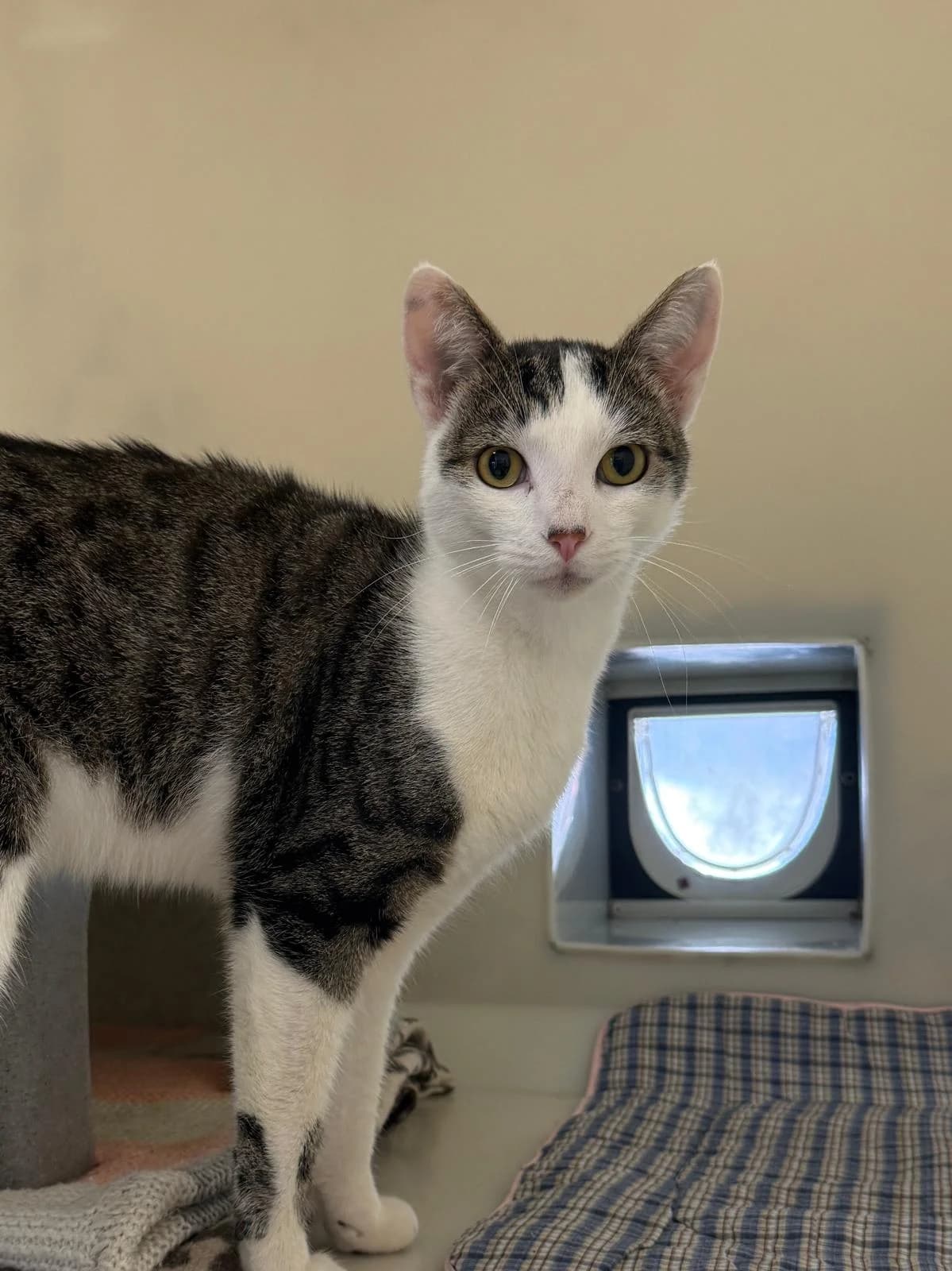 Simba, male Mixed Breed for adoption at RSPCA Brighton and the Heart of Sussex