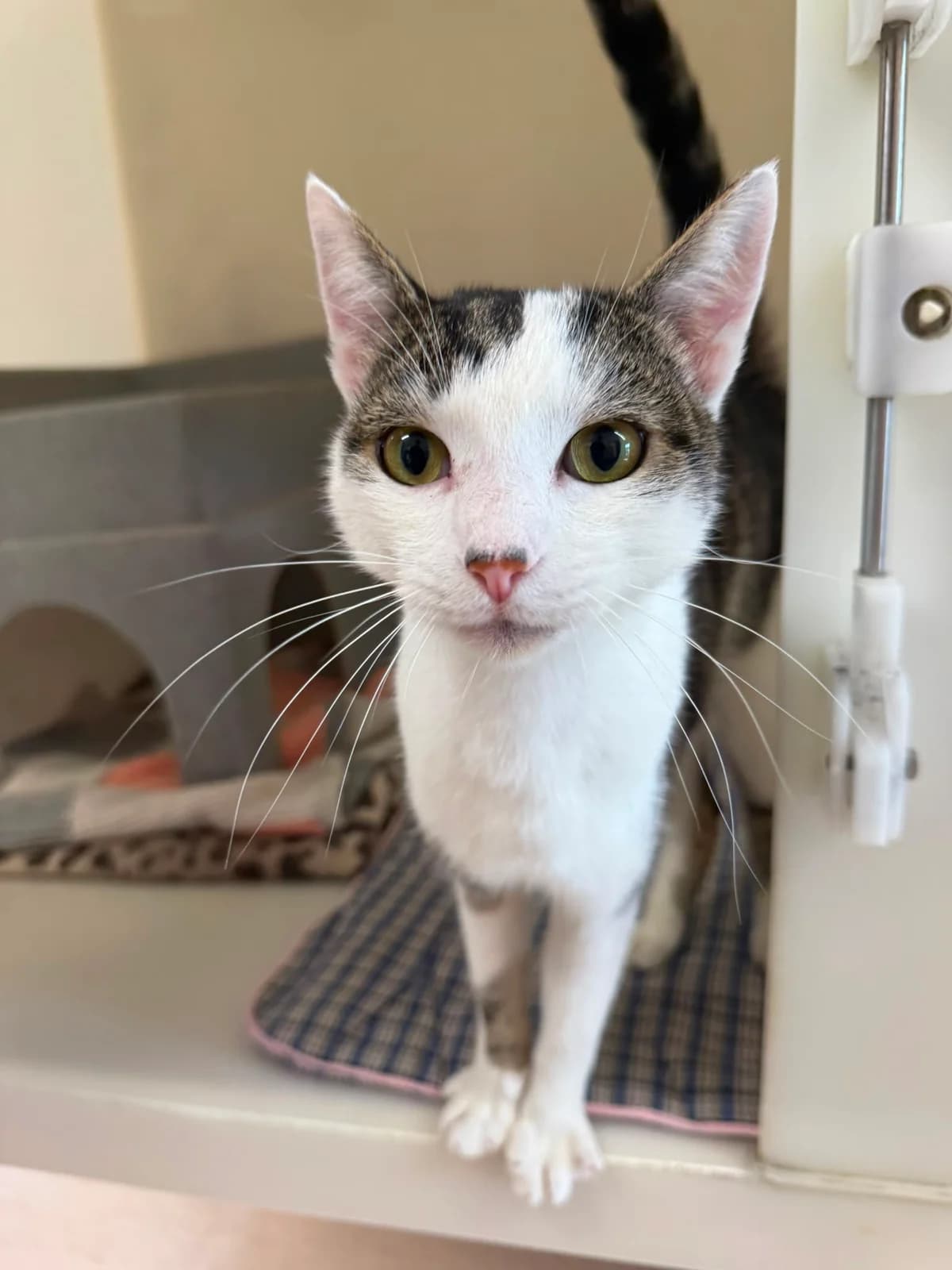 Simba, male Mixed Breed for adoption at RSPCA Brighton and the Heart of Sussex