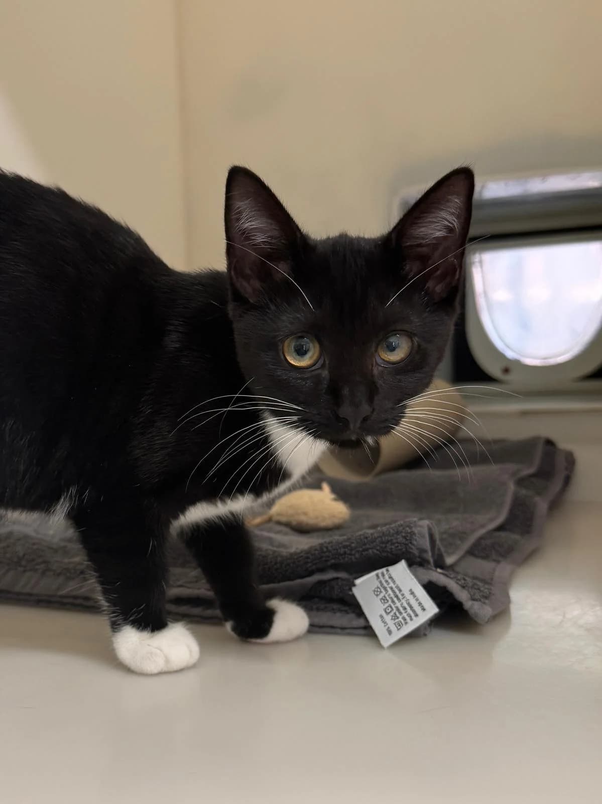 Coco, female Mixed Breed for adoption at RSPCA Brighton and the Heart of Sussex