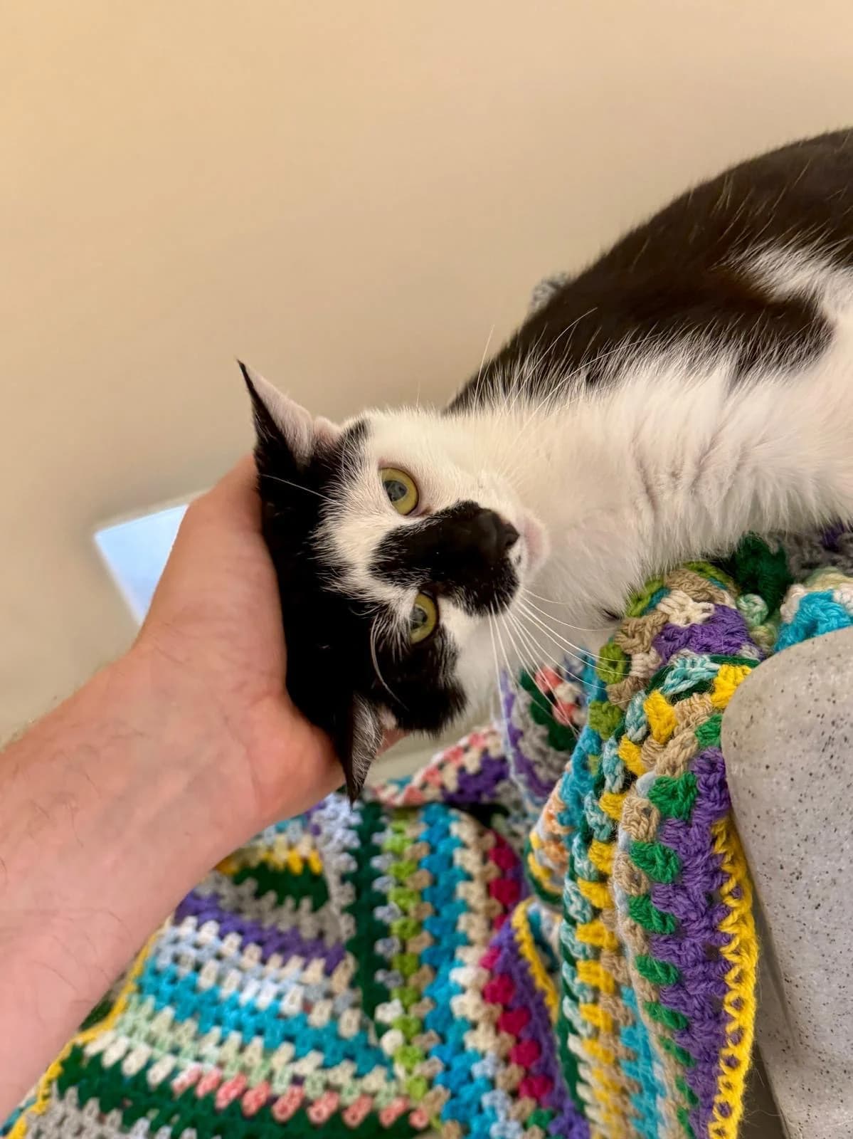 Banksy, male Mixed Breed for adoption at RSPCA Brighton and the Heart of Sussex