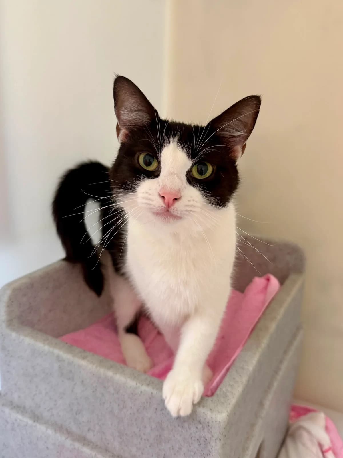 Abbie, female Mixed Breed for adoption at RSPCA Brighton and the Heart of Sussex