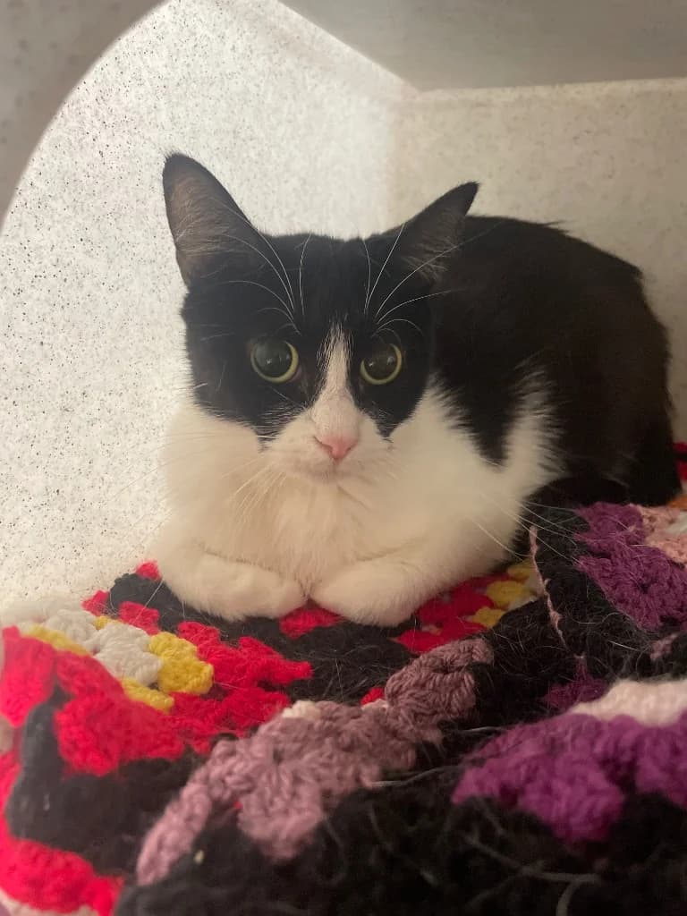 Spider, female puppy Mixed Breed for adoption at RSPCA Brighton and the Heart of Sussex