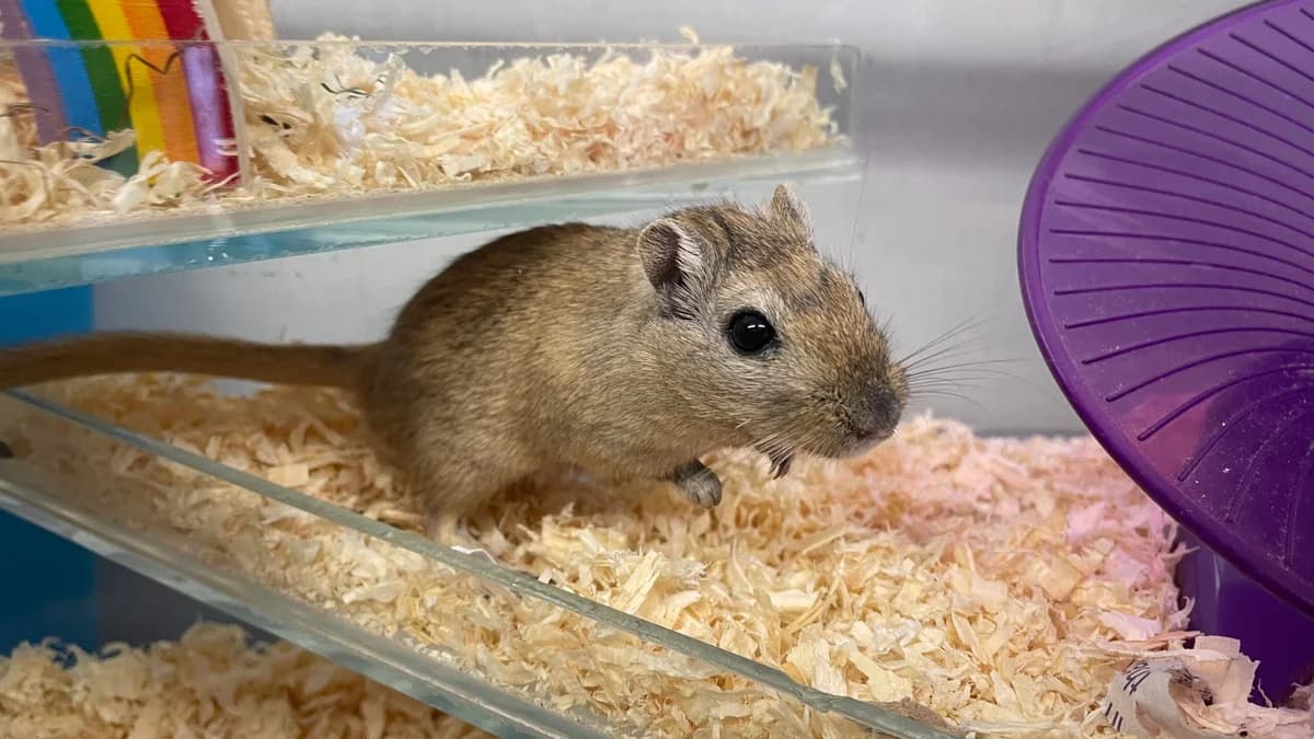 Fred and George, Mixed Breed for adoption at RSPCA Brighton and the Heart of Sussex