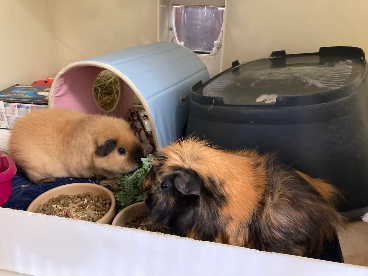 Albie and Toast, female 4yo Mixed Breed for adoption at RSPCA Brighton and the Heart of Sussex