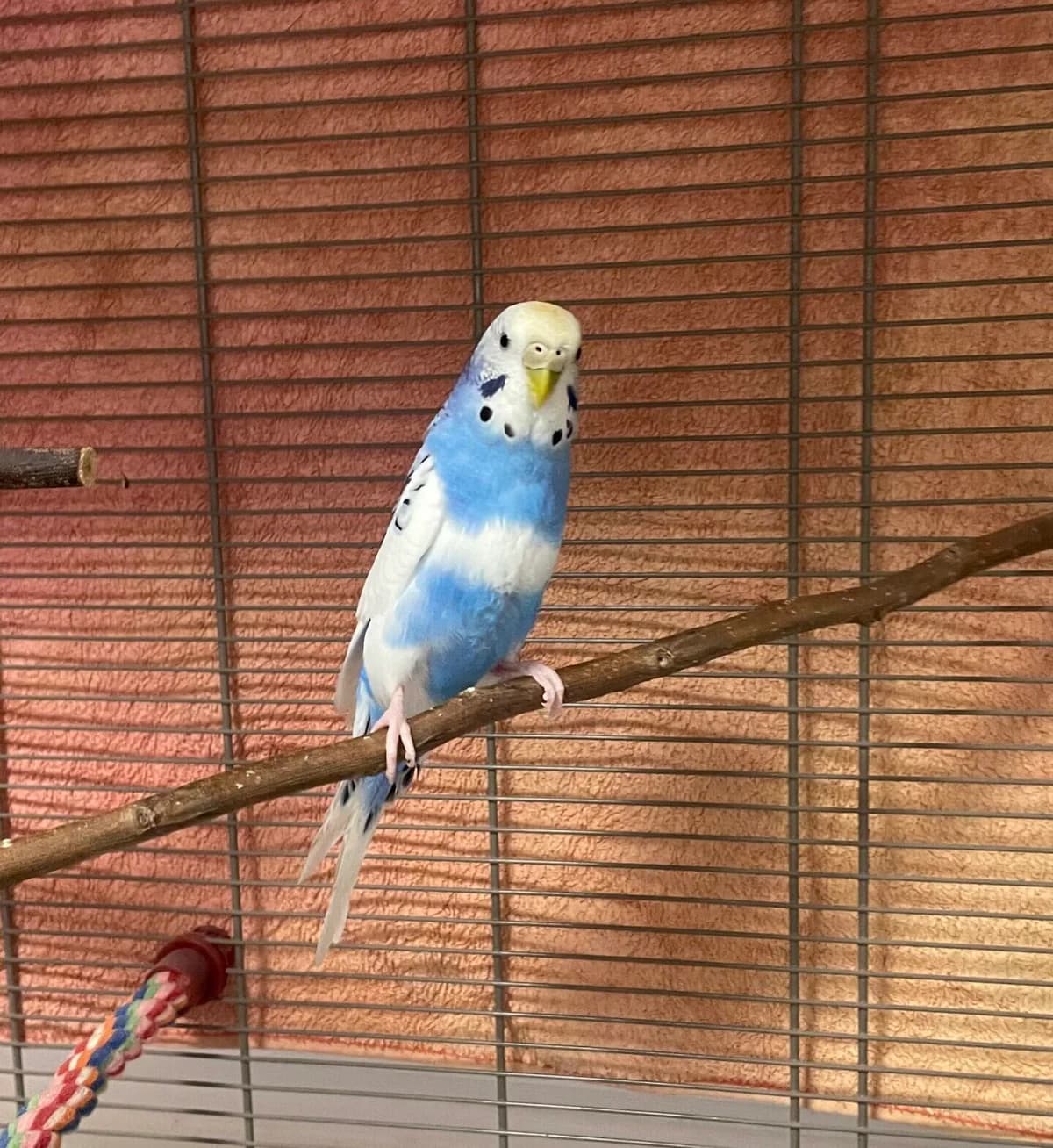 Cirrus, female Mixed Breed for adoption at RSPCA Brighton and the Heart of Sussex