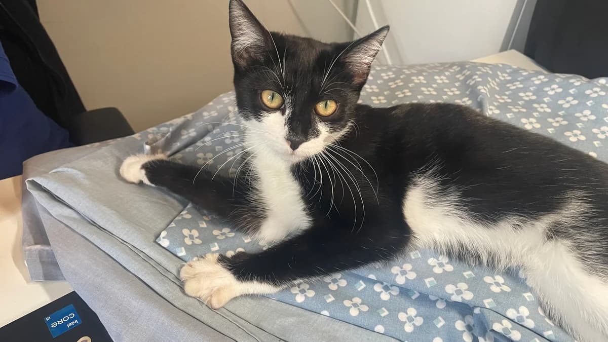 Crumble, female Mixed Breed for adoption at RSPCA Brighton and the Heart of Sussex