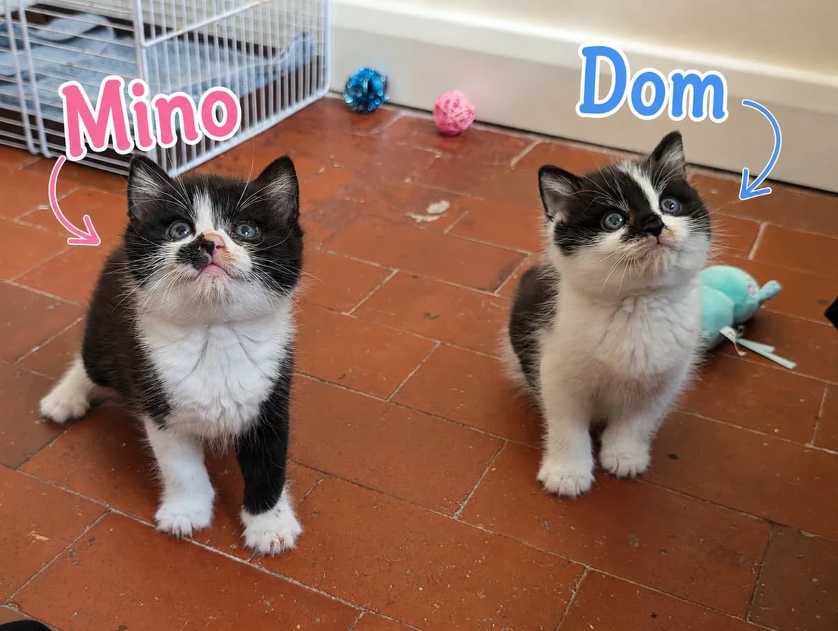 Dom and Mino, female puppy Mixed Breed for adoption at RSPCA Brighton and the Heart of Sussex