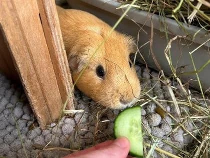 Barry, female Mixed Breed for adoption at RSPCA Brighton and the Heart of Sussex