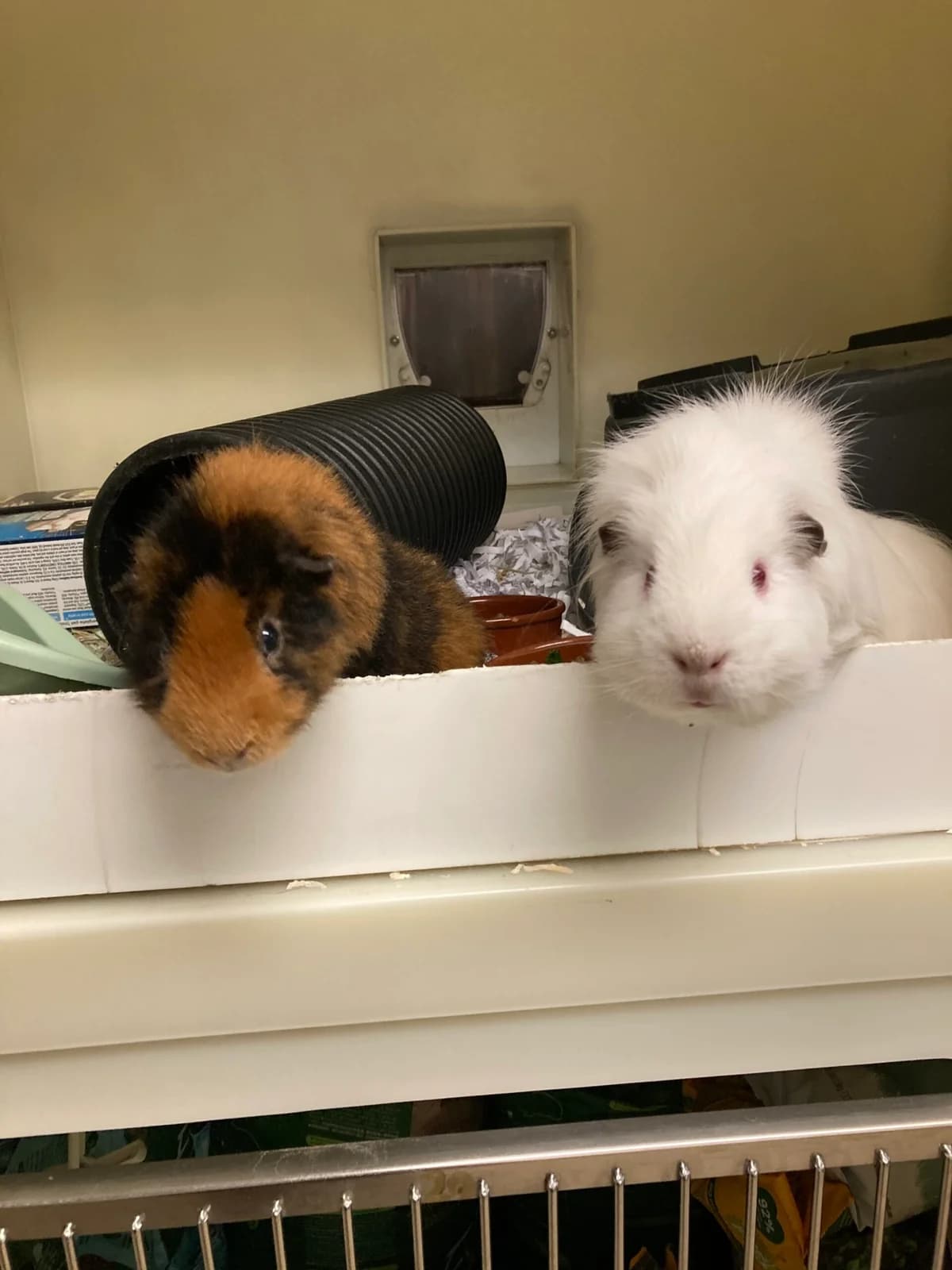 Norman & Gus, female Mixed Breed for adoption at RSPCA Brighton and the Heart of Sussex