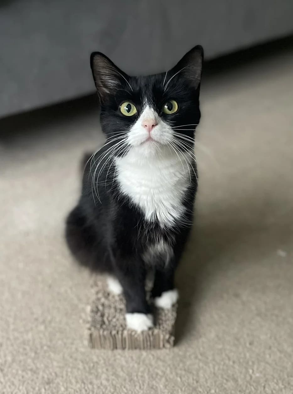 Pudding, female 5yo Mixed Breed for adoption at RSPCA Brighton and the Heart of Sussex