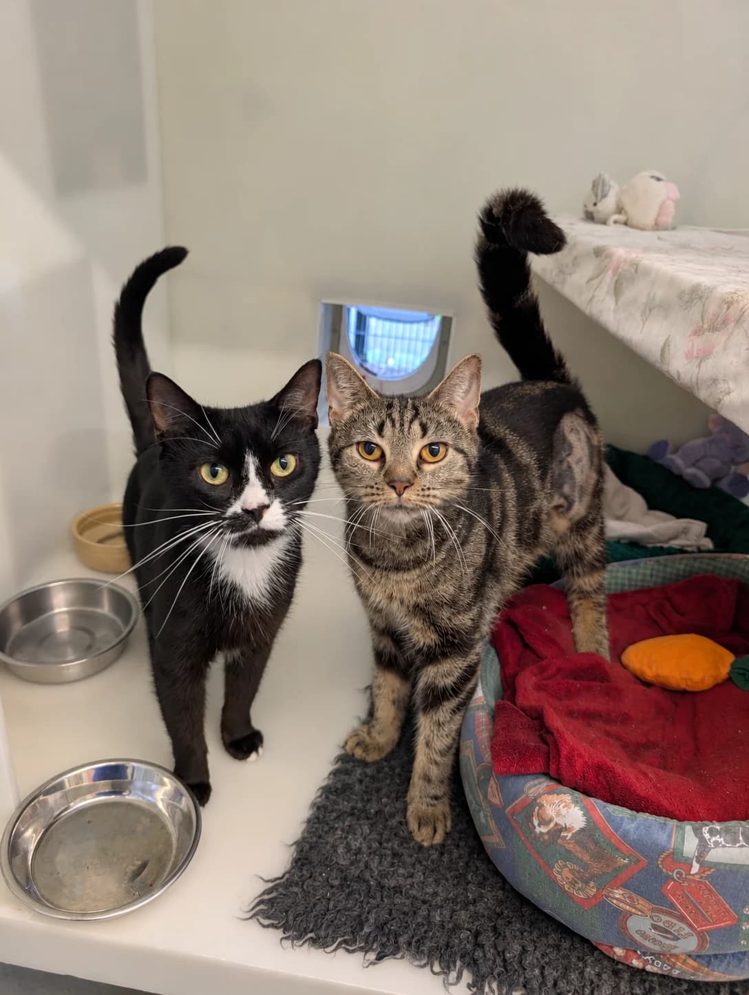 Flo & Skylar, female 4yo Mixed Breed for adoption at RSPCA Brighton and the Heart of Sussex