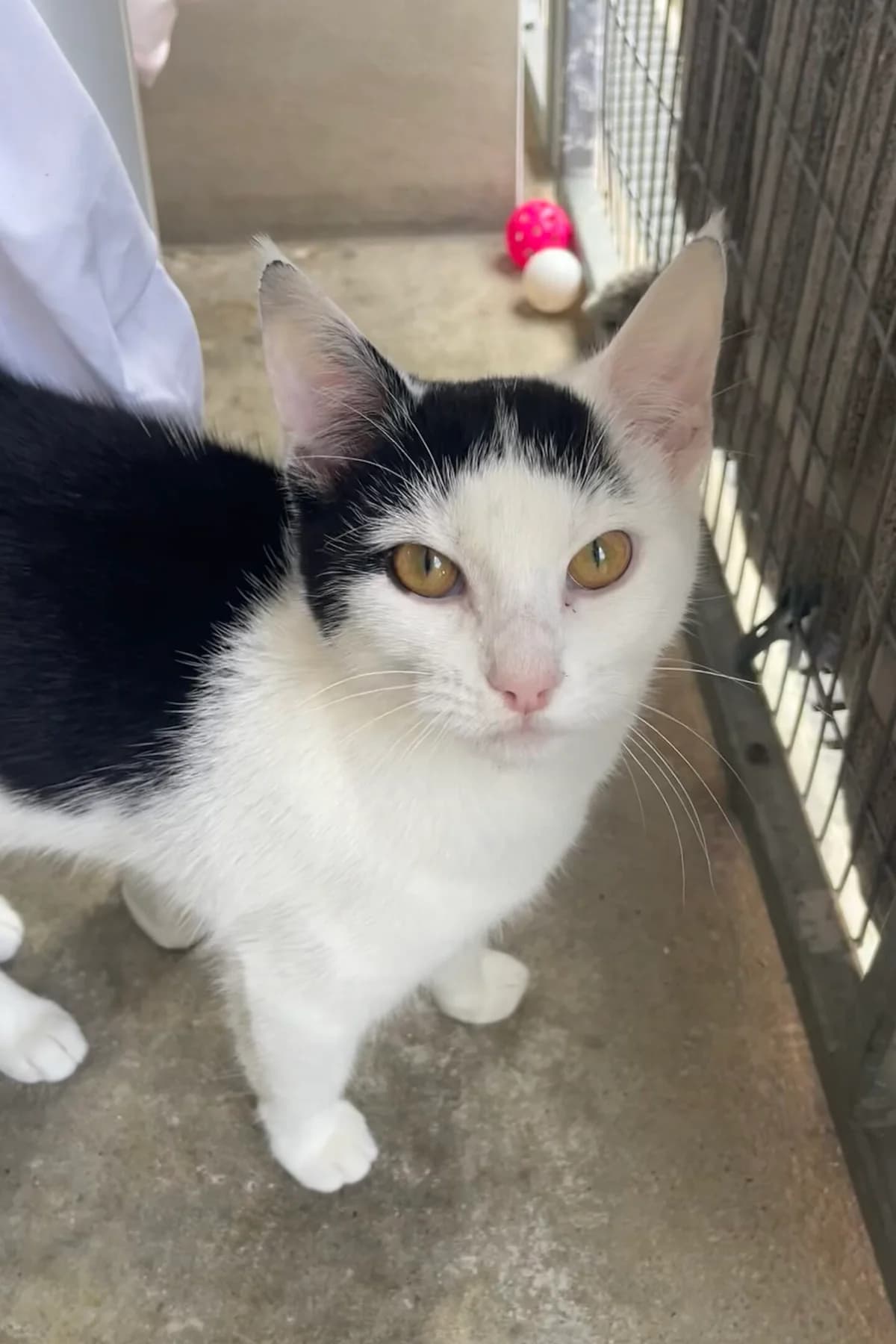 Puffin, female Jack Russell Terrier for adoption at RSPCA Brighton and the Heart of Sussex