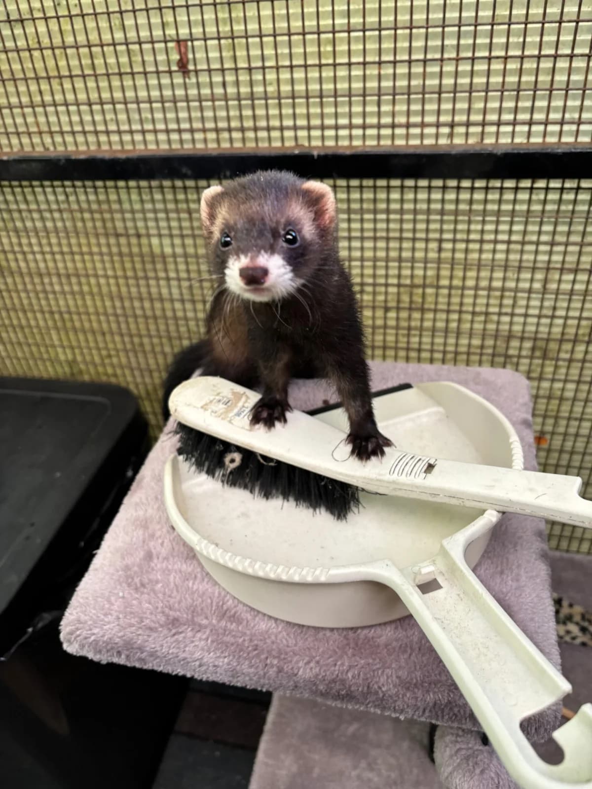 Niffler, female Mixed Breed for adoption at RSPCA Brighton and the Heart of Sussex