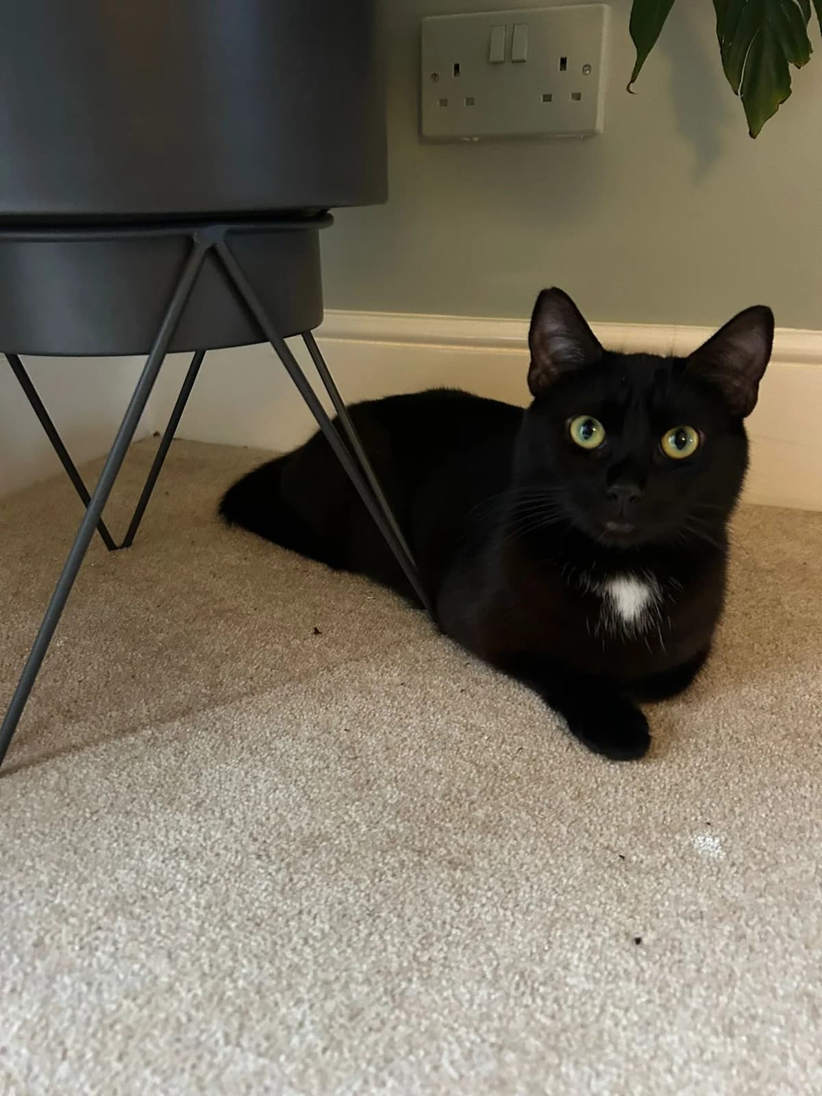 Lola, female Mixed Breed for adoption at RSPCA South Buckinghamshire Branch